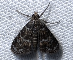 Elophila obliteralis
