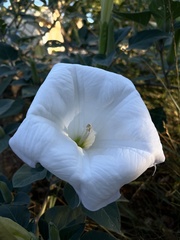 Datura wrightii