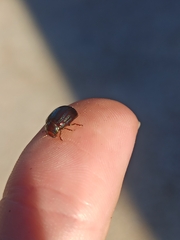 Chrysolina americana