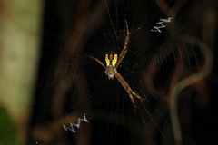 Argiope perforata