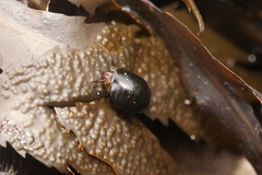 Littorina