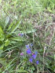 Echium vulgare
