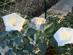 Datura wrightii