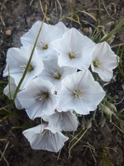 Convolvulus ammannii