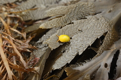 Littorina