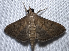 Herpetogramma phaeopteralis