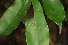 Pseudogagrella splendens