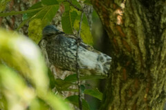 Hypsipetes amaurotis