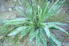 Lichtensteinia trifida