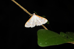 Palpita
