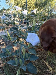Datura wrightii
