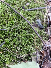 Pleurozium schreberi