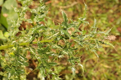 Cirsium arvense