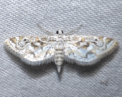 Parapoynx diminutalis