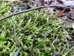 Pleurozium schreberi