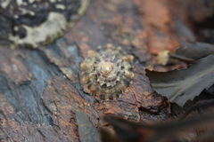 Patellidae