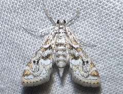 Parapoynx diminutalis