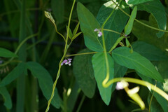 Glycine max soja