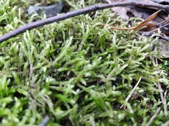 Pleurozium schreberi