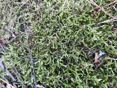 Pleurozium schreberi