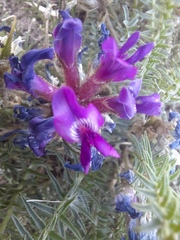 Oxytropis pseudoglandulosa