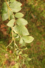Rosa canina