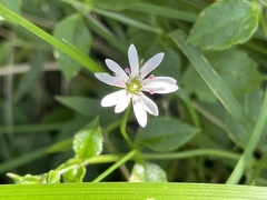 Stellaria flaccida