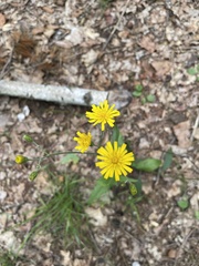 Hieracium murorum