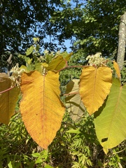 Reynoutria sachalinensis