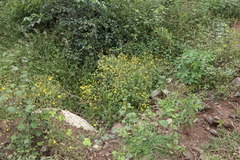 Senecio bombayensis