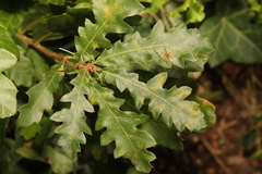 Quercus cerris