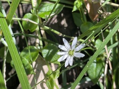 Stellaria flaccida