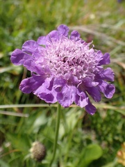 Dipsacoideae