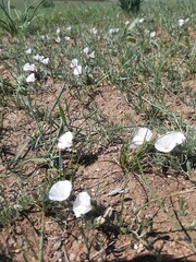Convolvulus ammannii