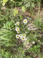 Erigeron philadelphicus