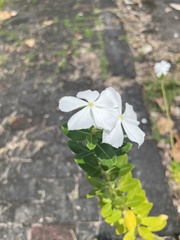 Catharanthus roseus