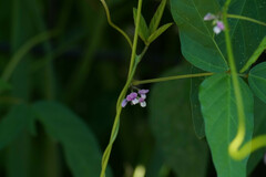 Glycine max soja