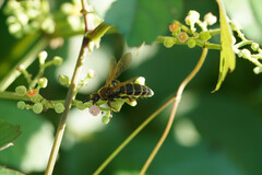 Megacampsomeris prismatica