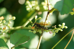 Megacampsomeris prismatica