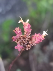 Origanum vulgare
