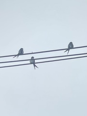 Hemiprocne longipennis