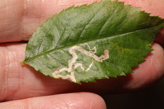 Stigmella anomalella