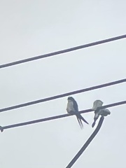 Hemiprocne longipennis