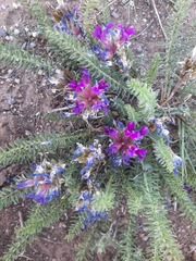 Oxytropis pseudoglandulosa