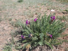 Oxytropis pseudoglandulosa
