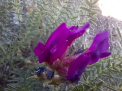 Oxytropis pseudoglandulosa