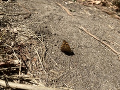 Pararge aegeria aegeria