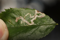 Stigmella anomalella
