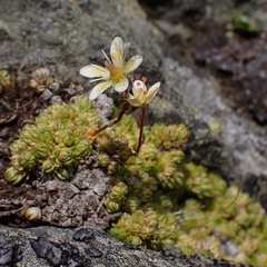 Saxifraga bryoides