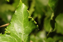 Hedera helix